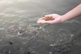 Asciugatrice di galleggiamento della pallina dell'essiccatore dell'alimentazione della farina di pesce dell'espulsore dell'alimentazione del pesce di Dsp 70